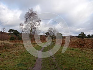 Vehicle Trail at Conford Heath Nature Reserve in Dorset England