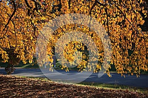 Veil of Autumn Yellow Leaves