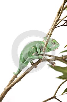 Veil Chameleon lizard isolated on white