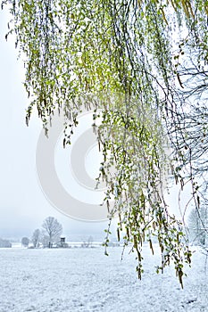 Veil of fresh birch leaves in front of a snow scenery in spring