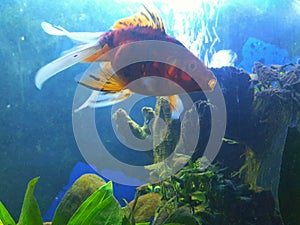 Veil tail goldfish callico swim special and yawns