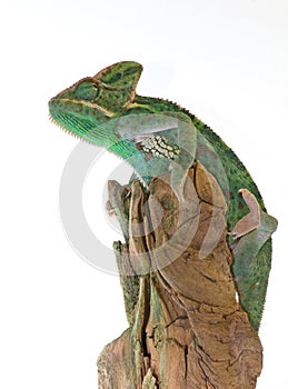 Veiled Chameleon