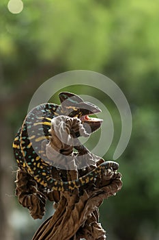 Veiled chameleon