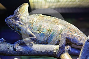 Veiled Chameleon