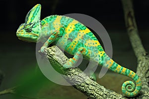 Veiled chameleon