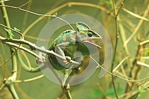 Veiled chameleon