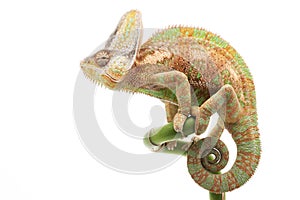 Veiled Chameleon