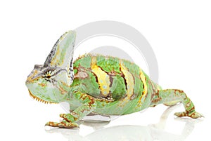 Veiled Chameleon