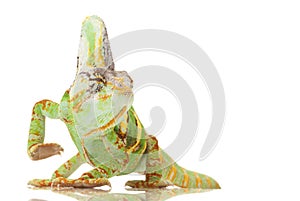 Veiled Chameleon