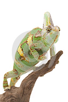 Veiled Chameleon