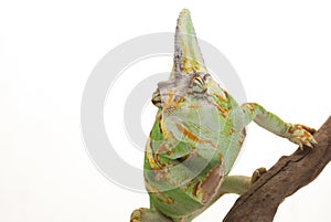 Veiled Chameleon