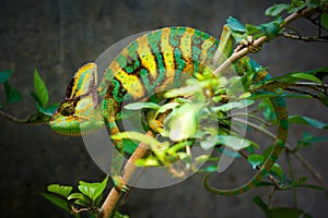 Veiled chameleon