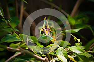 Veiled chameleon