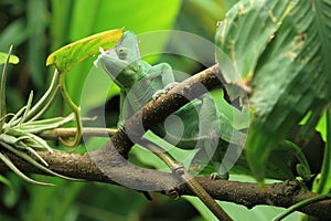 Veiled chameleon