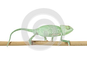 Veiled Chameleon