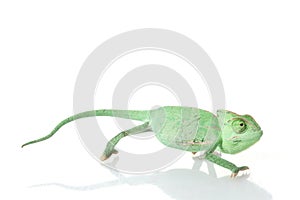 Veiled Chameleon