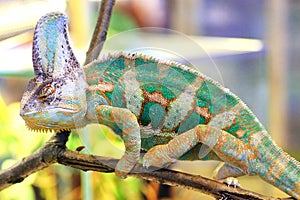Veiled chameleon, Chamaeleo calyptratus