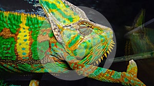 The veiled chameleon (Chamaeleo calyptratus