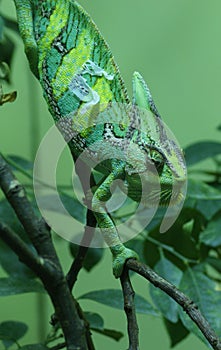 Veiled Chameleon - Chamaeleo calyptratus