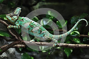 Veiled chameleon (Chamaeleo calyptratus).