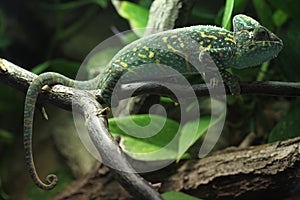 Veiled chameleon (Chamaeleo calyptratus).