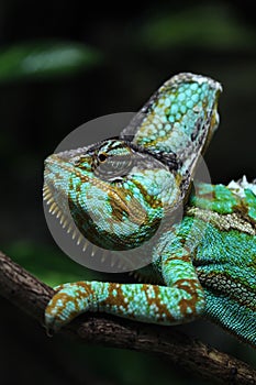 Veiled chameleon (Chamaeleo calyptratus).