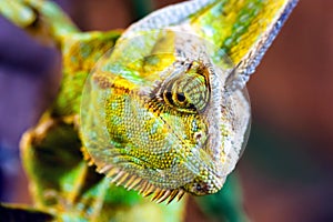 Veiled Chameleon (Chamaeleo calyptratus)