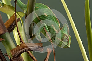 Veiled Chameleon (Chamaeleo Calyptratus)