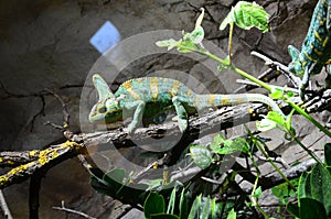 Veiled chameleon Chamaeleo calyptratus, also known as the Yemen chameleon. Wildlife animal