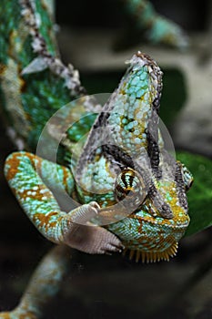 Veiled chameleon (Chamaeleo calyptratus). photo