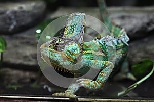 Veiled chameleon (Chamaeleo calyptratus). photo