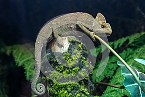 A veiled chameleon Chamaeleo calyptratus close up or cone-head chameleon and Yemen chameleon