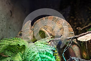 A veiled chameleon Chamaeleo calyptratus close up or cone-head chameleon and Yemen chameleon