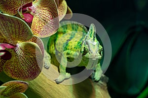 A veiled chameleon Chamaeleo calyptratus close up or cone-head chameleon and Yemen chameleon walking forward