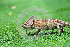 Veiled chameleon chamaeleo calyptratus in forest