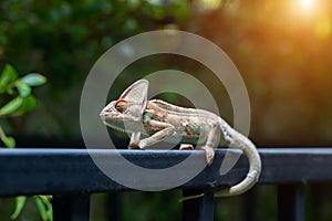 Veiled chameleon chamaeleo calyptratus in forest