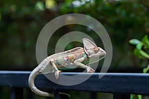 Veiled chameleon chamaeleo calyptratus in forest