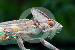 Veiled chameleon chamaeleo calyptratus in forest