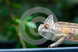 Veiled chameleon chamaeleo calyptratus in forest