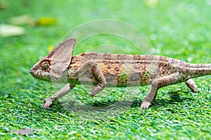 Veiled chameleon chamaeleo calyptratus in forest
