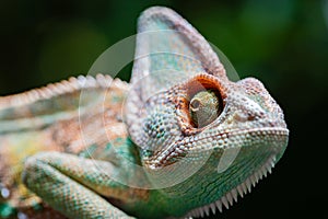 Veiled chameleon & x28;chamaeleo calyptratus& x29; in forest