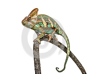 Veiled chameleon, Chamaeleo calyptratus, isolated