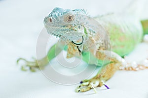 Veiled chameleon isolated on white background.