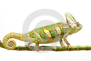 Veiled Chameleon