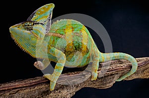 Veiled chameleon / Chamaeleo calyptratus