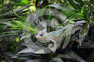 Veiled chameleon