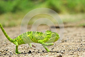 Veiled chameleon (chamaeleo calyptratus). Macro shots, Beautiful nature scene green chameleon.