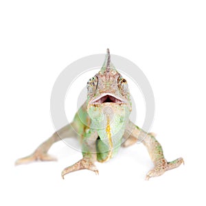 The veiled chameleon, Chamaeleo calyptratus, male photo