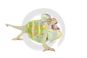 The veiled chameleon, Chamaeleo calyptratus, male photo
