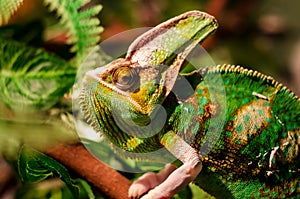 The veiled chameleon Chamaeleo calyptratus. Other common names include cone-head chameleon and Yemen chameleon